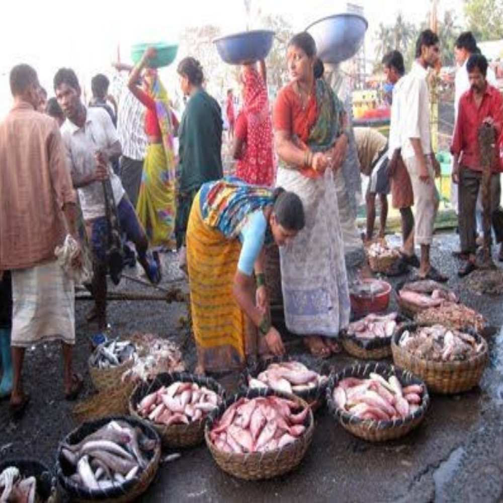 Nochi Kuppam Fish Market